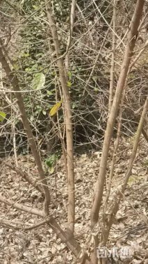 高度250厘米丛生蜡梅