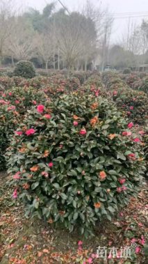 冠幅120厘米茶梅球