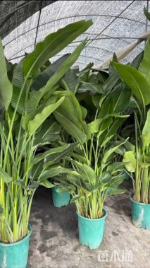 高度150厘米天堂鸟