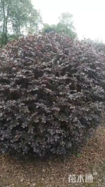 冠幅80厘米红花继木球