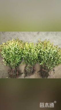 高度25厘米金叶女贞