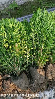 高度30厘米瓜子黄杨