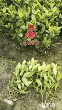 高度40厘米大叶栀子