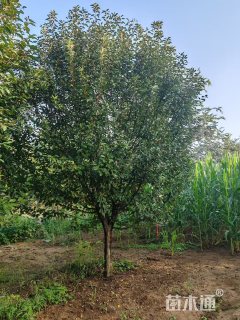 15公分绚丽海棠