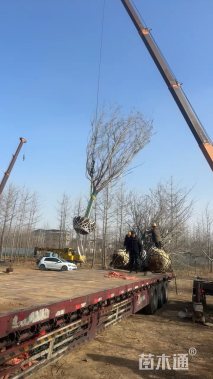 15公分染井吉野樱