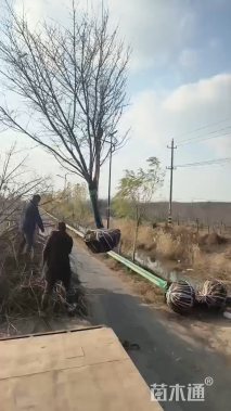 15公分日本早樱