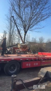 12公分日本早樱