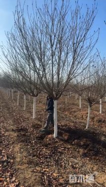 10公分日本早樱