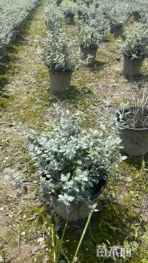 高度30厘米水果兰