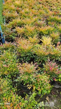 高度30厘米火焰南天竹