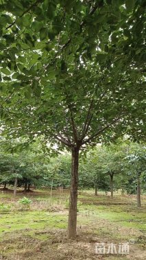 15公分高杆樱花