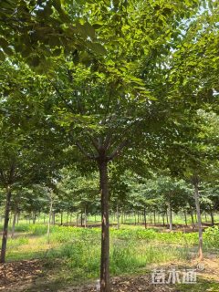 12公分高杆樱花