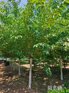 10公分高杆樱花