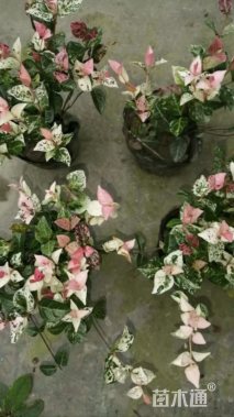 25厘米花叶络石