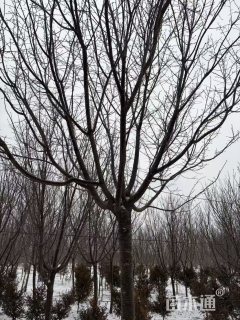 12公分高杆阳光樱