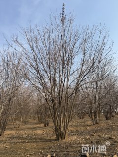 高度750厘米丛生元宝枫