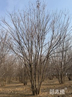 高度700厘米丛生元宝枫