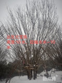 高度1000厘米丛生元宝枫