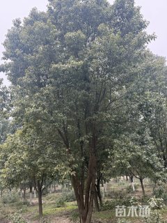 60公分(5杆)丛生香樟