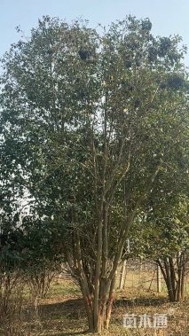 60公分(5杆)丛生女贞