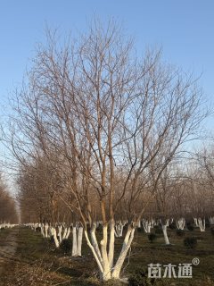 80公分(5杆)丛生乌桕