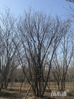 高度900厘米丛生元宝枫