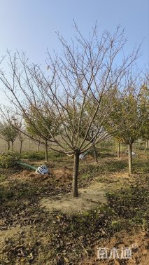 15公分日本晚樱