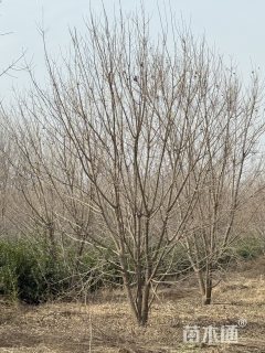 高度650厘米丛生元宝枫