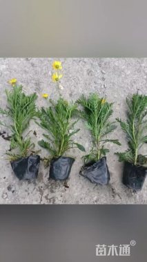 高度25厘米黄金菊