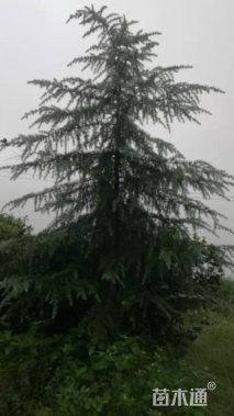 高度400厘米雪松