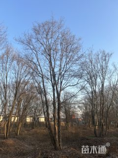 原生苗朴树