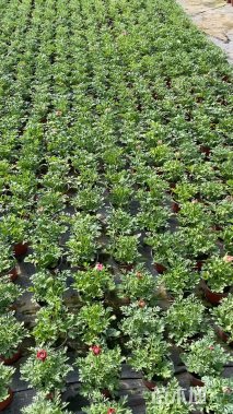 高度10厘米花毛茛