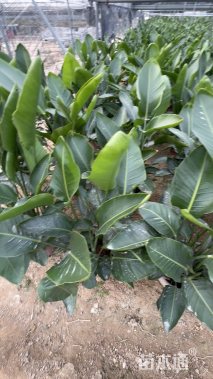 高度100厘米天堂鸟