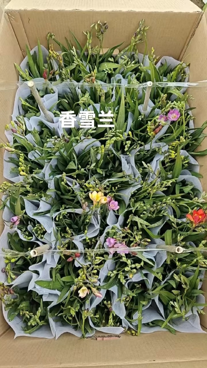 高度45厘米小苍兰