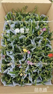 高度45厘米小苍兰