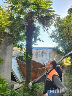 裸干高400厘米棕榈