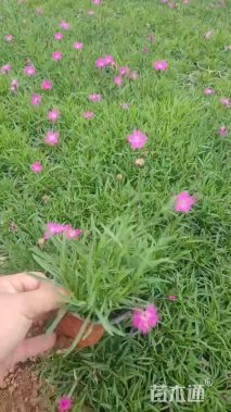 高度5厘米欧石竹