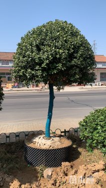 高度200厘米朱砂根