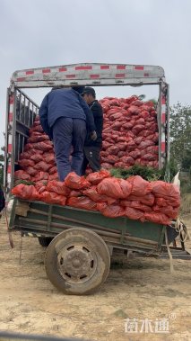 高度80厘米油松