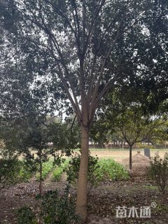 18公分大叶女贞