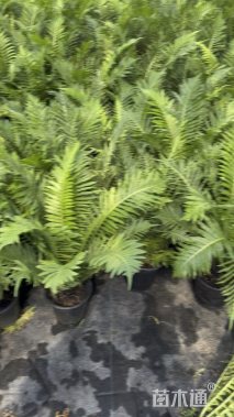高度40厘米富贵蕨