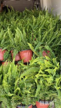 高度25厘米肾蕨