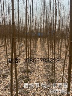 1.5公分刺槐