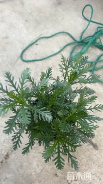 高度25厘米黄金菊