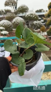 高度15厘米大吴风草