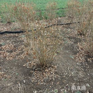 高度50厘米连翘