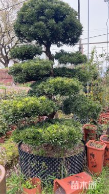 12.8公分罗汉松盆景