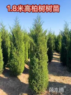 高度180厘米塔柏