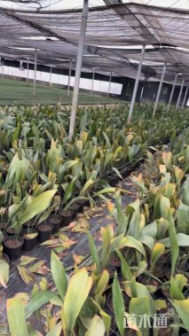 高度30厘米一叶兰