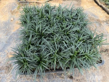 高度10厘米玉龙草